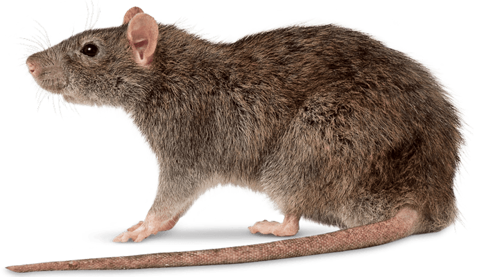 rat Penrith Pest Control1